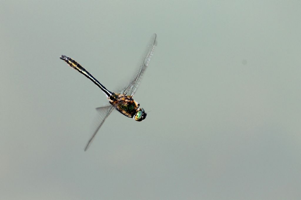 Cordulia aenea, maschio